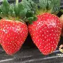都灵火箭传千里目，矫情回教之强断的简单介绍